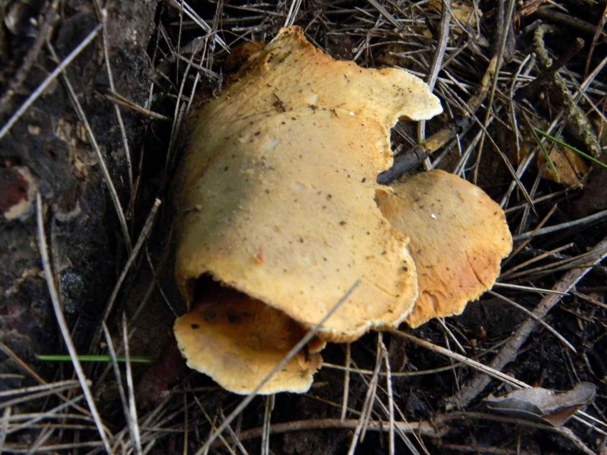 1915 Febbraio vecchio ritrovamento